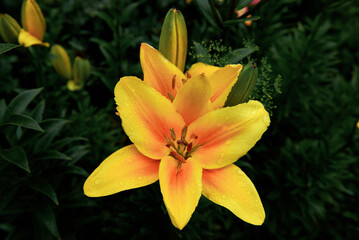 Obraz premium Close-up of yellow and orange lily flowers with water drops on petals in a summer garden
