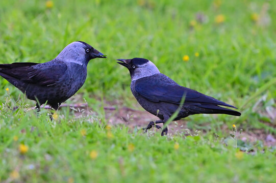 A pair of western jackdaws standing in a lush green meadow, captured in a candid moment of social behavior.