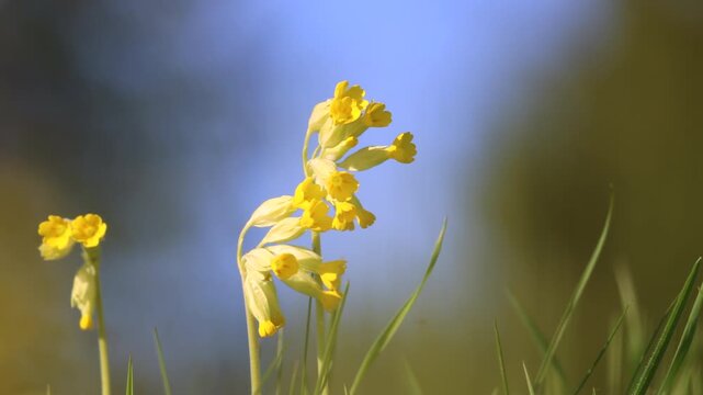 Delicate yellow primroses rise among lush green grasses. Bright yellow primroses bloom gently in soft spring sunlight. Tall green blades frame the flowers against blurred blue sky.