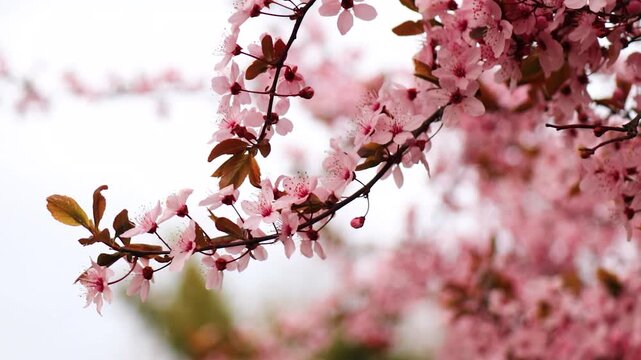 Blooming cherry blossom branch with pink buds swaying in the wind, spring nature background, delicate sakura flowers in motion, seasonal bloom, soft floral scene, tranquil outdoor atmosphere