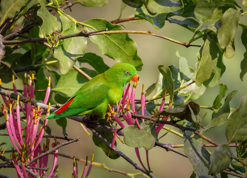 green coloured vernal hanging parrot feeding on flower.