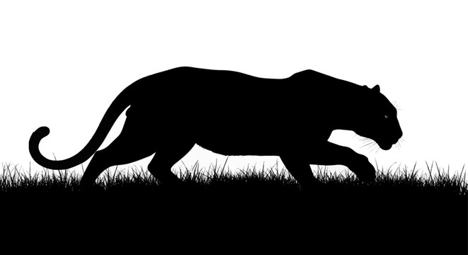 Silhouette of a Panther Walking in Profile.