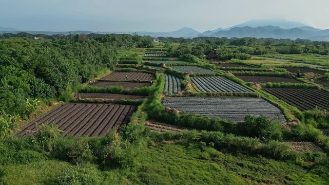 Aerial view terraced fields stretching toward distant mountains, neat rows and hedgerows create geometric patterns, soft haze over horizon and expansive rural panorama,Bali,Indonesia