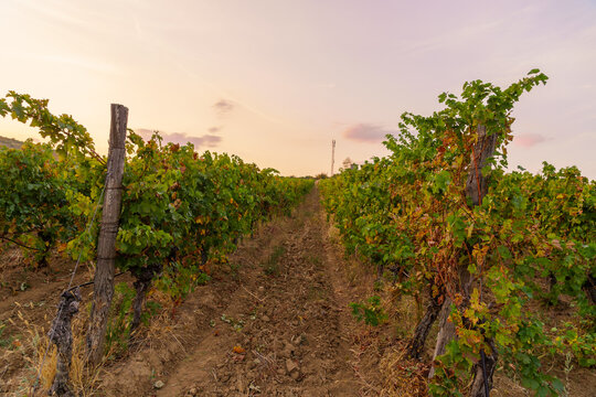Sunset view of vineyards, Demir Kapija
