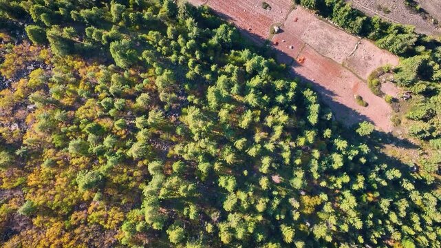 Aerial view of Deforestration for agricultural land-use change in the Himalayas, India