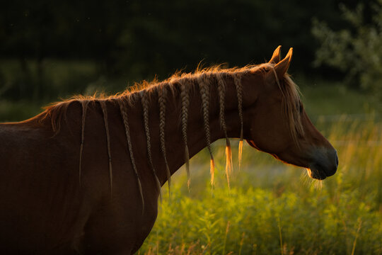 Horse with braids portrait 