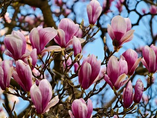 Springtime floral display. Colorful spring blossoms captured with macro floral photography techniques © Vladimir