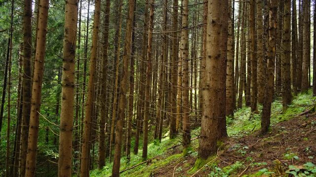 Summer scenery in mountain forest with green spruce trees in Carpathians. Calm mountain forest. Natural environment concept. Season change	