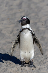 Obraz premium Boulders Beach Penguin Colony. These black-footed penguin, african penguin or jackass penguins (Spheniscus demersus) are living on a beach with granite boulders at the city of Simon's Town, not far f