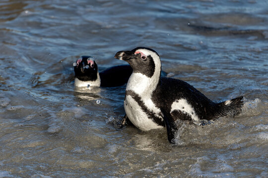 Boulders Beach Penguin Colony. These  black-footed penguin, african penguin or jackass penguins (Spheniscus demersus) are living on a beach with granite boulders at the city of Simon's Town, not far f