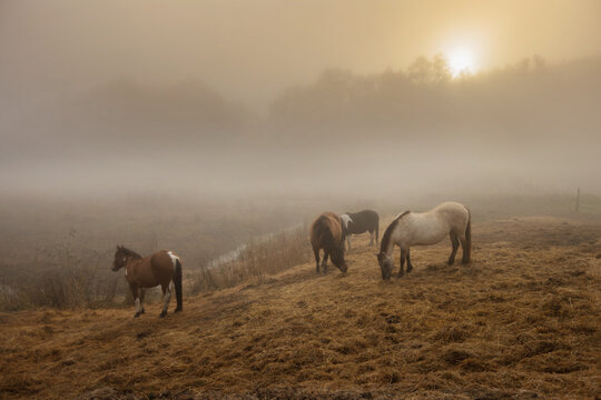 Horses grazing on a field with fog