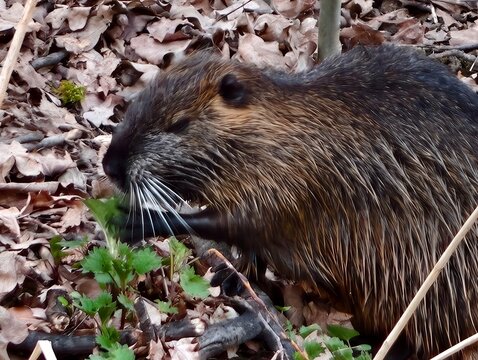 Wildlife photograph capturing nutria amidst wetland environment and autumn lighting conditions