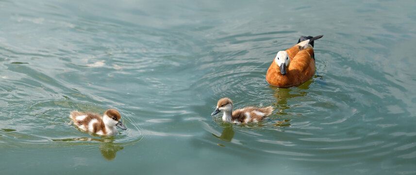 Ruddy Shelduck (Tadorna ferruginea) with her little ducklings swims in water, abstract nature background. bird family, ducklings with mom duck. protection, care of birds, environment, save wildlife
