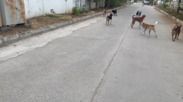 group of dog getting ready to fight Alert Street Dog Standing on Quiet Urban Road