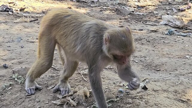 Close Up of Rhesus Macaque