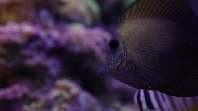 Close-up of a zebrasoma scopas, commonly known as the brown or scopas tang, calmly swimming over a vibrant purple coral reef in an aquarium, showcasing marine biodiversity
