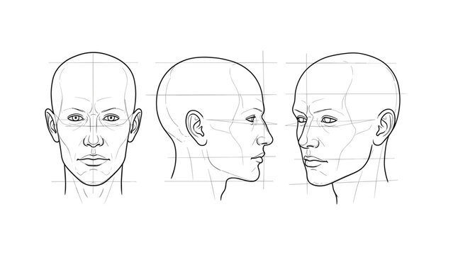 Human head sketch from different angles with guidelines for artists