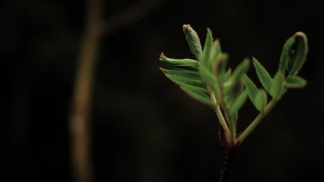 Arc shot of small fresh leaves in natural light against dark blurred backdrop. Moody macro of young green plant, symbolizing growth, renewal and nature minimalism. Spring season botanical background