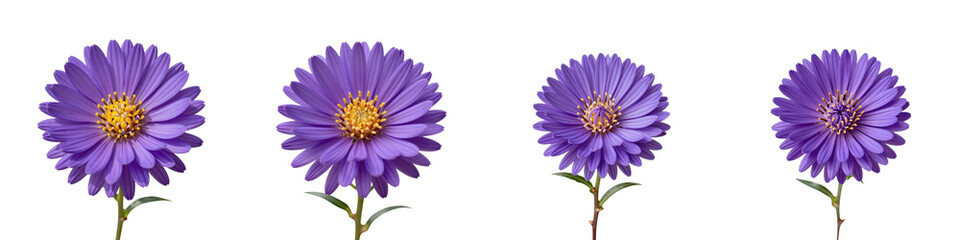 Obraz premium Composition of vibrant purple aster flowers against a stark black backdrop