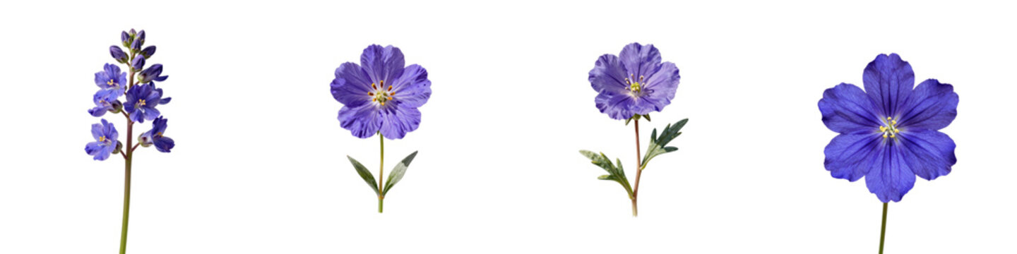 Collection of blue geranium pratense flowers showcases beauty against black backdrop
