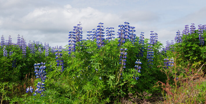 blue  and purple lupine flower field under soft sky background
