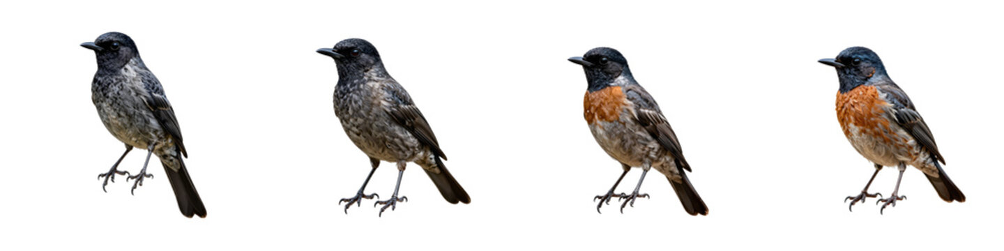 European stonechat variations in a horizontal row against a black backdrop for graphic design