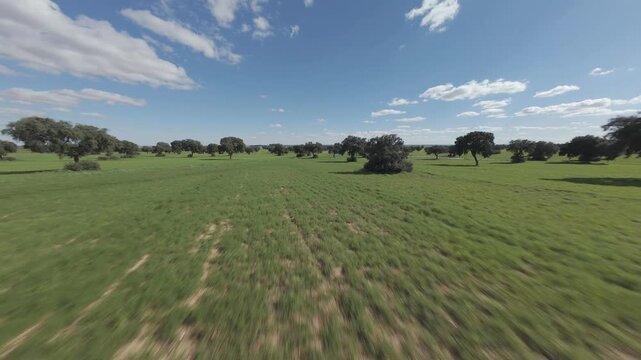 Vuelo de dron en prado verde