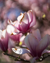 Obraz premium Magnolia blossom in spring