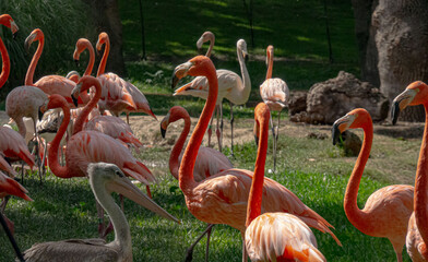 Pink flamingos standing on green grass © Paul
