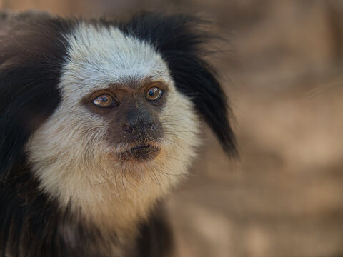 White-headed marmoset monkey primate looking with curiosity