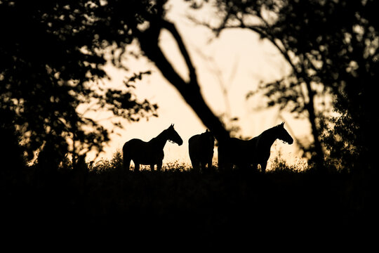 Horses standing silhouette