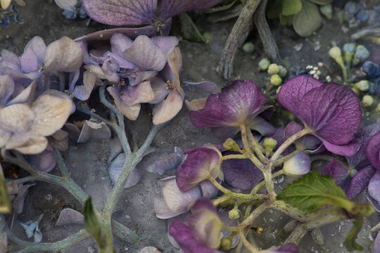 faded frozen hydrangea or hortensia stillness in blues and purple background