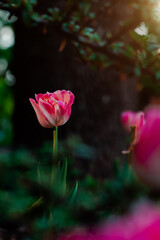 Obraz premium Beautiful pink tulip flower in a garden with green leaves and blurred background