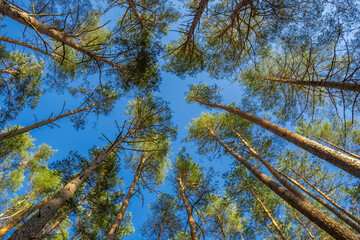 Fototapeta premium Low-angle photograph capturing the tall trunks and branches of pine trees in a coniferous forest as they stretch towards a clear blue sky. Forest therapy concept