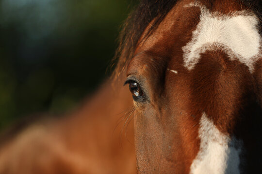Horse blue eye close up