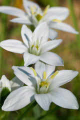 Fototapeta premium Closeup on the vibrant white flower of the garden star-of-Bethlehem wildflower, Ornithogalum umbellatum