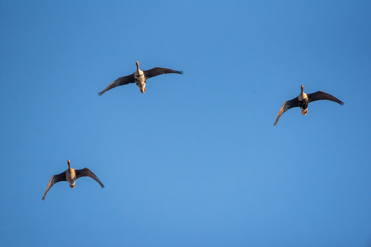 The greater white-fronted goose (Anser albifrons) in flight, geese migration