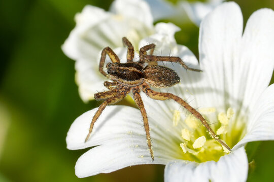 Closeup on a colorful brown Wolf spider, Pardosa species on a white garden star-of-Bethlehem flower
