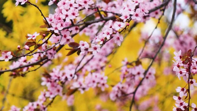 Blooming cherry blossom branch with pink buds swaying in the wind, spring nature background, delicate sakura flowers in motion, seasonal bloom, soft floral scene, tranquil outdoor atmosphere