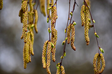 Naklejka premium Delicate catkins hang from tree branches in early spring, signaling new growth