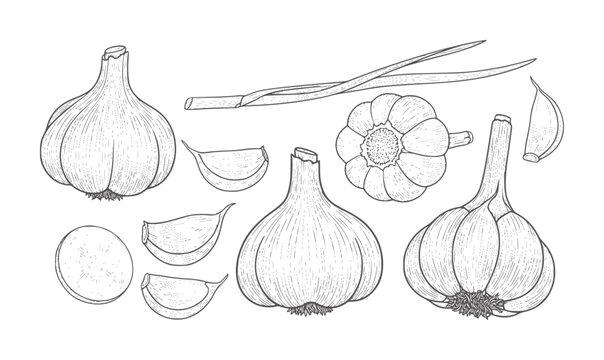 Hand drawn of garlic bulbs cloves and stalks white food