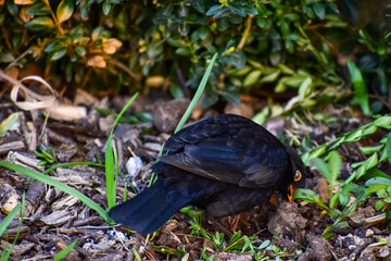 Obraz premium Blackbird foraging for food amongst mulch and green foliage in a garden