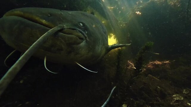 Underwater view of a giant wels catfish Silurus glanis over 2 meters long approaching camera and brushing past, fixed shot along body to tail under branches, plants and sun rays in lake habitat.