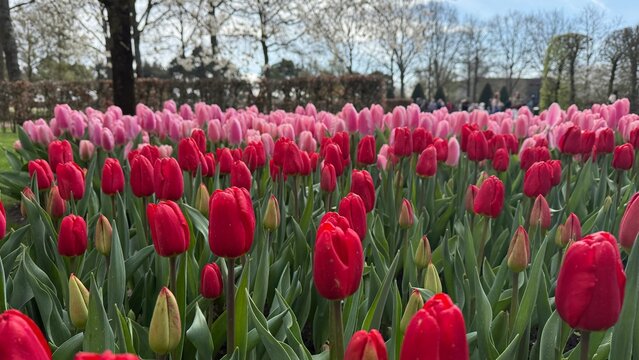 Campos de tulipanes