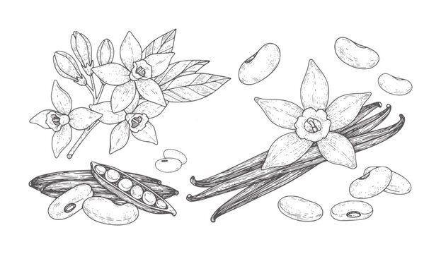 Hand drawn vanilla flowers pods and beans botanical