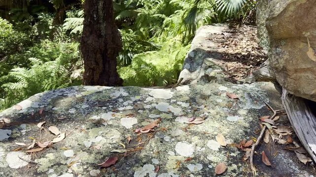 Beautiful little lizard in the forest around Rainbow Falls at Blackdown Tablelands, an oasis in the outback and popular travel destination for bush walk and camping in Queensland Australia.