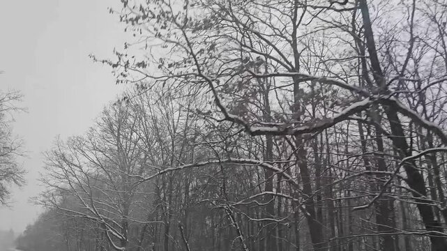 Driving past spooky deciduous forest landscape with bare tree branches in foggy winter morning, 