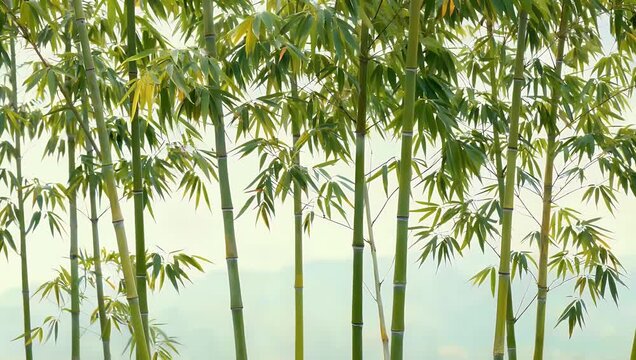 Minimalist nature inspired design depicting tall bamboo stalks swaying gentle breeze rendered soft green pastel tones to create calming and meditative visual aesthetic