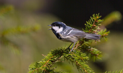 Coal tit at a wet forest in spring © Simonas