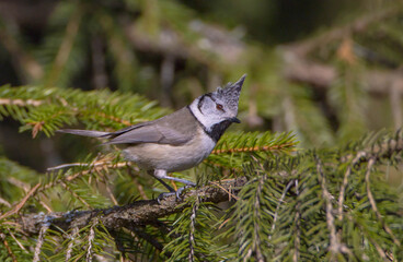 Fototapeta premium Crested tit at forest in spring